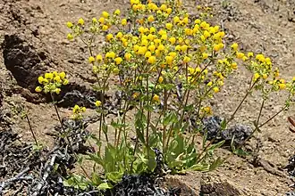 Calceolaria glandulosa