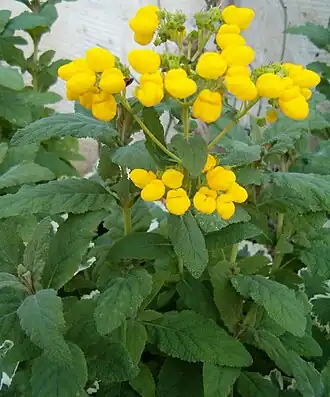 Calceolaria integrifolia.