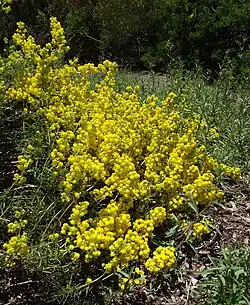 Calceolaria hypericina