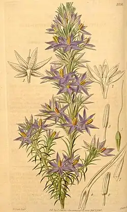 Calectasia cyanea.