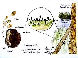 Ilustração mostrando o habitat típico e algumas características morfológicas de um líquen do gênero Calicium encontrado na parte inferior de um galho de pinheiro.