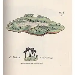 Ilustração do líquen Calicium viride (então chamado Calicium hyperellum) conforme apareceu no livro English Botany de Smith e Sowerby, Vol. 10 (1843).
