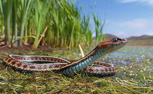 Um exemplar de cobra-de-jardim (Thamnophis sirtalis infernalis) no seu habitat aquático, no norte da Califórnia. Vencedor da categoria «Nature» em 2021, por Jaden Clark (EUA).