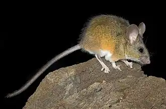 Camundongos da espécie Peromyscus californicus são conhecidos por seus comportamentos paternos intensos.