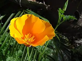 Eschscholzia californica