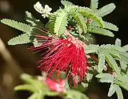 Calliandra californica.