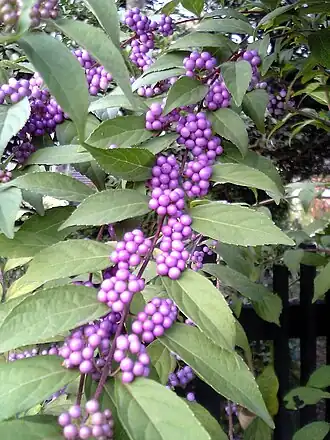 Callicarpa japonica.