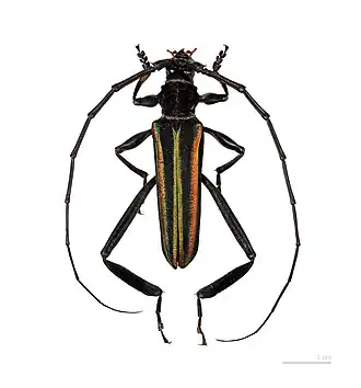 Callichroma auricomum