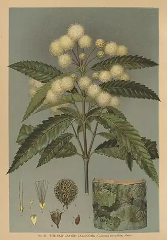 Callicoma serratifolia (ilustração).