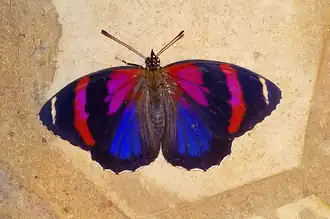 C. sorana (fêmea) em Caetité