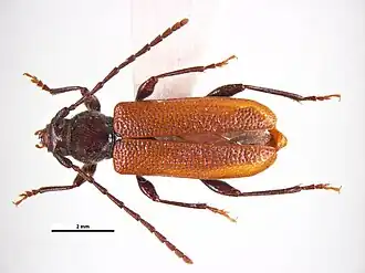 Callidiellum rufipennis