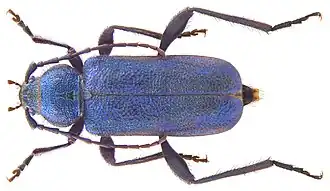 Callidium violaceum