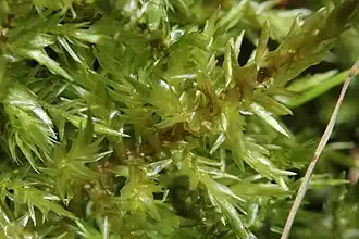 Exemplo de uma espécie de Calliergonaceae.