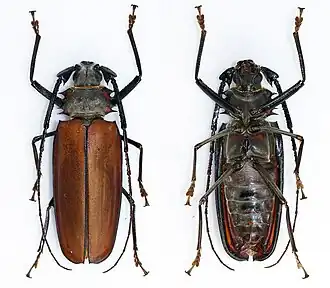 Fotografia da vista superior e inferior de um espécime de E. armillatus coletado em Toledo, Paraná, Região Sul do Brasil.