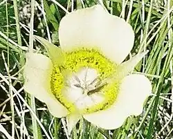 Calochortus gunnisonii.
