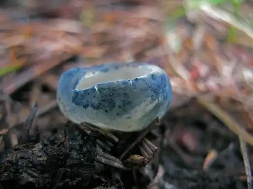 Um mutante albino raro, sem pigmento laranja