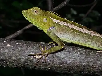 Calotes jerdoni
