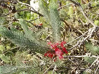 Calothamnus quadrifidus