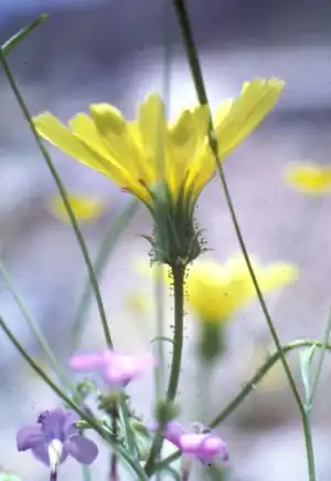 Calycoseris parryi