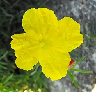 Calylophus drummondii