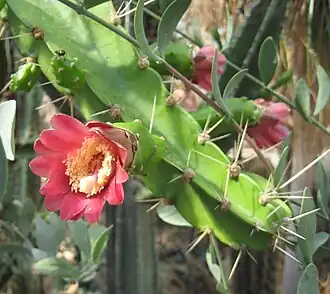 Calymmanthium substerile