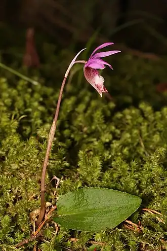 Calypso bulbosa
