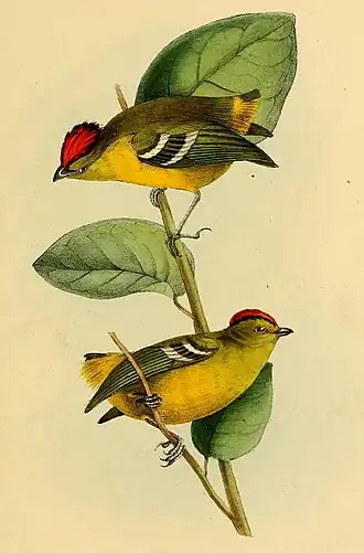 Ilustração de Calyptura cristata, retirada do livro A selection of the birds of Brazil and Mexico, por William John Swainson.