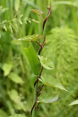 Calystegia sepium, uma herbácea volúvel.