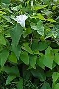 Calystegia sepium