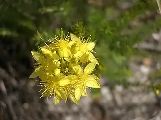 Flor do género Calytrix