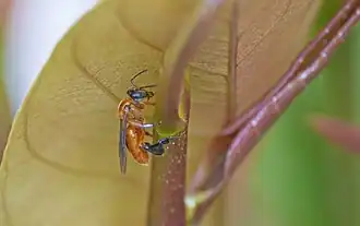 Camargoia nordestina