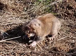 Gopher baring its teeth for the camera