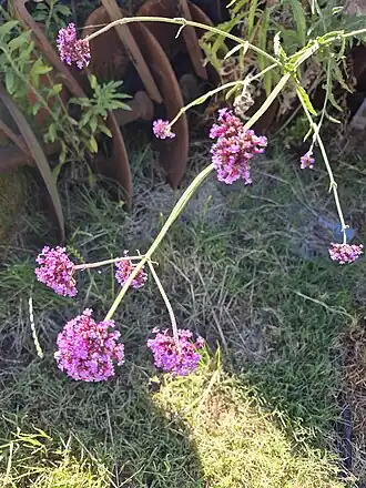 Cambará-de-capoeira na campanha gaúcha