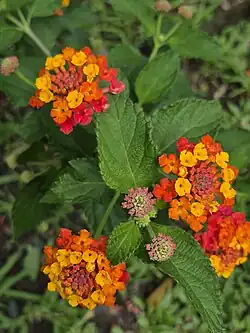 Cambará com flores vermelhas e laranjas, no Rio Grande do Sul