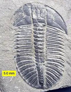 Olenoides um artrópode trilobite Comprimento: 10 cm