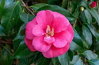 Flor de um exemplar de Camellia japonica, espécie nativa do Japão e de grande interesse comercial.