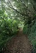 Caminho pedestre da Serra do Topo para a Fajã de Santo Cristo.