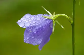 Campanula cespitosa