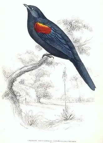 Campephaga phoenicea macho