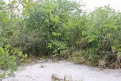 vegetação arbustiva em solo arenoso