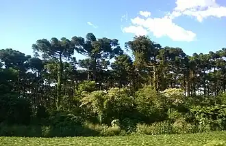 Floresta de araucárias em Campo Bonito