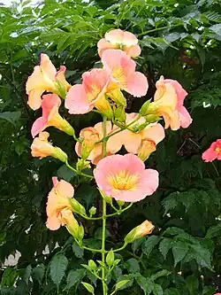 Campsis grandiflora