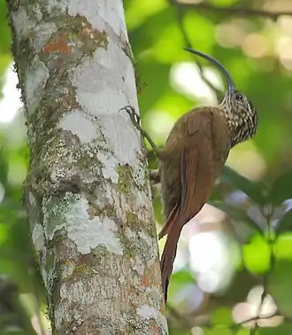 Arapaçu-de-bico-torto em Parque Nacional de Itatiaia, Estado do Rio de Janeiro, Brasil