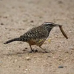 Com insetos recém-capturados, mostrando a preferência por alimentação no solo.