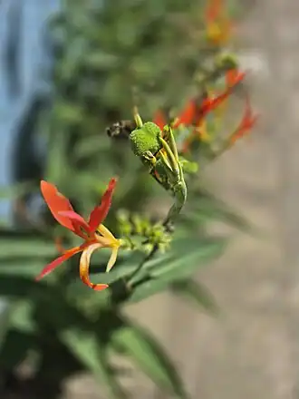 Cana-da-índia, ou biri, no pampa gaúcho