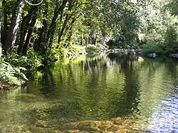 Amarante Canadelo Rio Olo