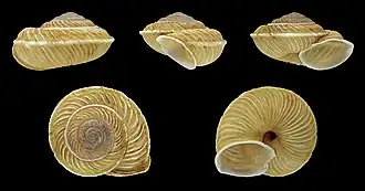 Espécime de Canariella eutropis