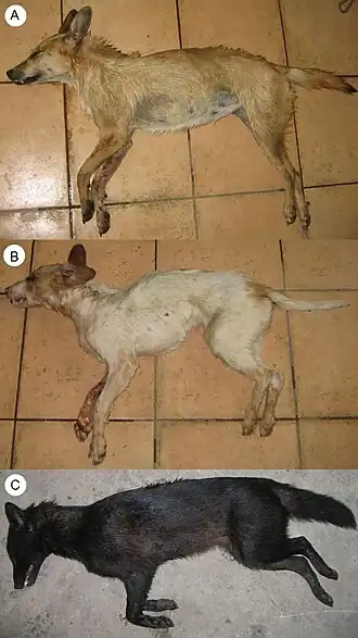 Três híbridos de chacal-dourado e cão doméstico mortos legalmente na Croácia