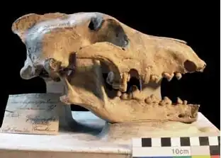 Crânio de um exemplar no Museu de História Natural de Berlim