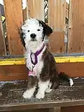 Filhote de Aussiedoodle (Pastor Australiano com Poodle)
